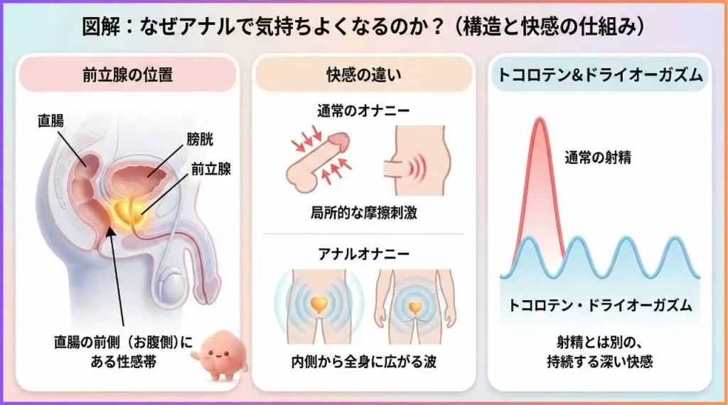 アナルで気持ちよくなる仕組みと構造