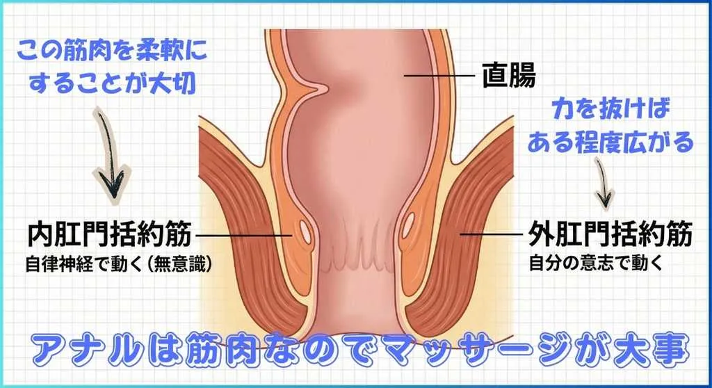 アナルは筋肉