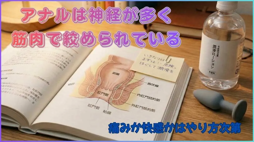 アナルの構造は神経が多く、筋肉で締まっている